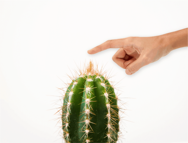 Cactus Image